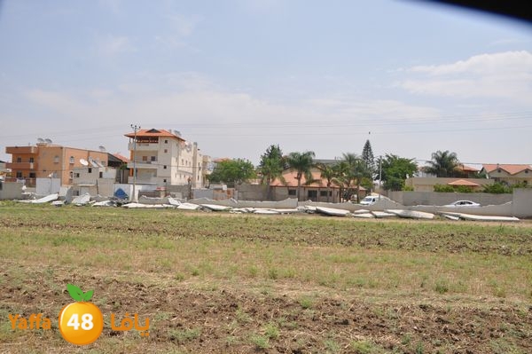 wallludshaneer509 (13).JPG